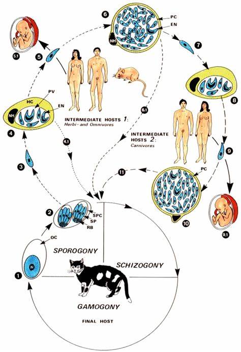 Sexually aggressive behavior triggered by parasitic infection [pdf]