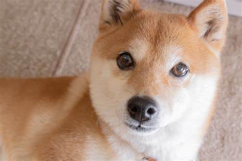 Can Shiba Inu Achieve $0.00011 Globally Similar to Japan - The Crypto Basic