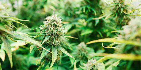 Marijuana Photos on Instagram Could Cost You Big - Fortune