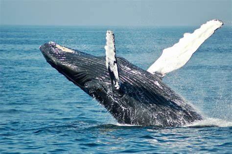 Bitcoin Retail Outflows Reach $494M, Whale Accumulation Signals Potential Market Bottom - CoinMarketCap