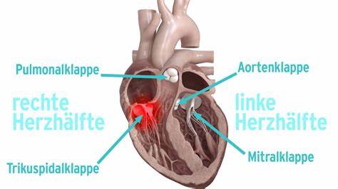 bunte Sehstörung - Die Herzklappe - Die Herzklappe - Das Forum