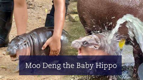 Who Is Moo Deng? The Viral Baby Hippo, Explained