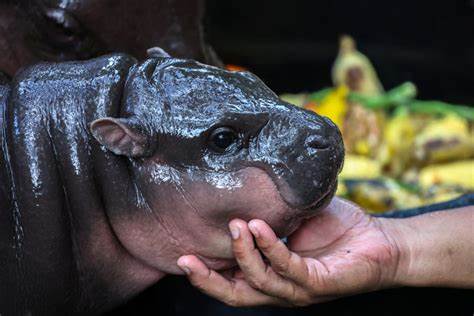 Baby pygmy hippo is new viral sensation in TikTok videos: Meet the cute and bouncy Moo Deng