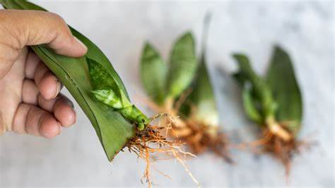Controversial Plant Propagation Hack That Has Gardeners Divided