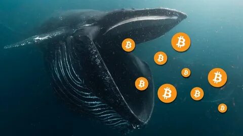 Bitcoin Whales on the Move: Is a Sell-Off Looming0