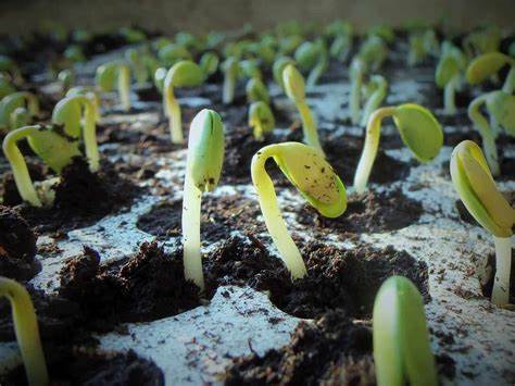 Soybeans Pushing Lower on Tuesday AM Trade