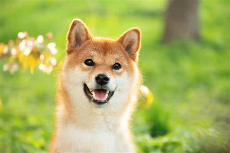 What is Kishu Inu (KISHU)? - The Motley Fool