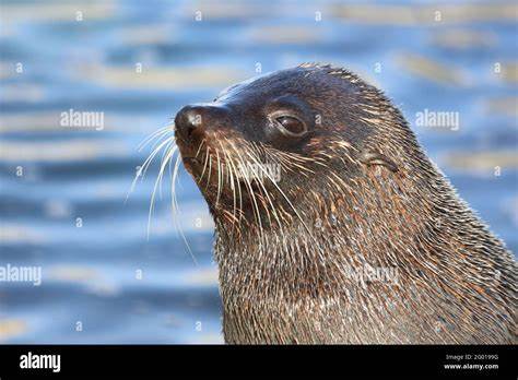 Neuseeländischer Seebär Arctocephalus forsteri