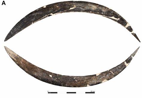 Oldest boomerang older than thought – but not Australian