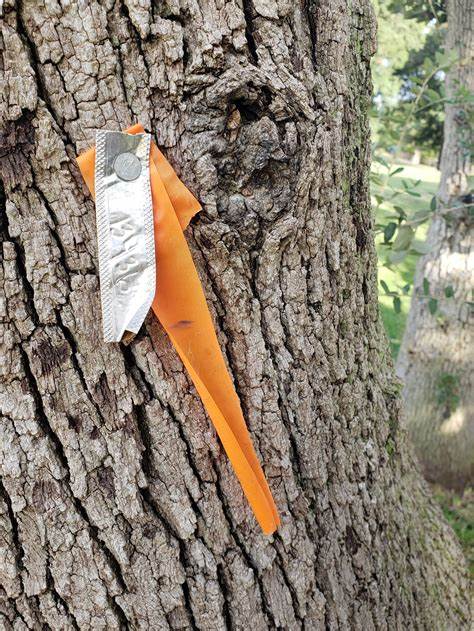 Surflow: Tab Tagging System in Tree