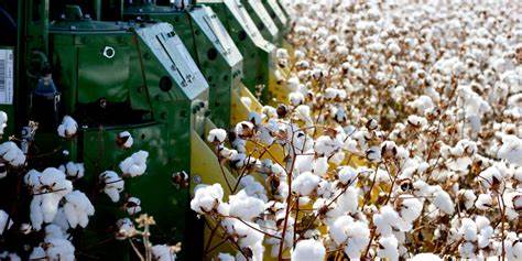 Cotton Futures Mixed on Friday, with New Crop Cautious