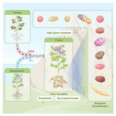 Ancient hybridization underlies tuberization and radiation of the potato lineage