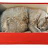 Lateralized sleeping positions in domestic cats