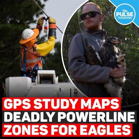 New 'risk-mapping tool' aims to prevent bird deaths from powerlines