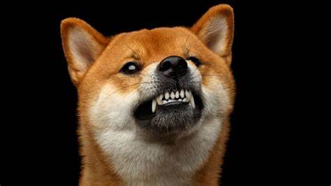 Dogecoin ‘Community Has Become Hyper Reactionary’ Over Proof-of-Stake Switch, Says Core Dev - Decrypt