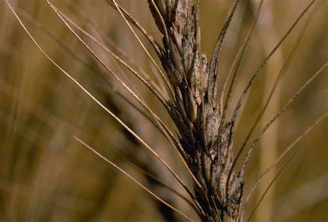 Gibberella zeae