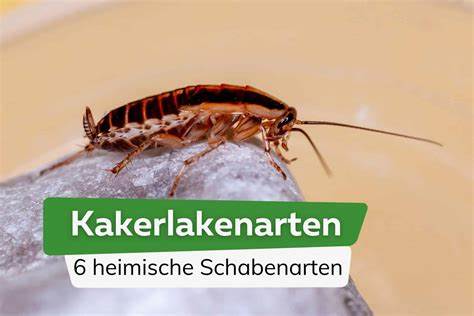 Kakerlaken: Diese Schaben-Arten kommen in Deutschland vor