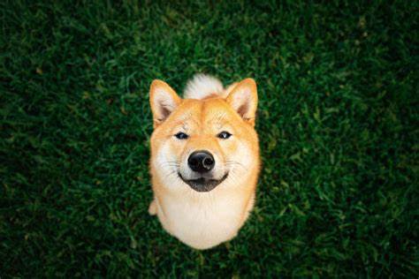 Is Shiba Inu a Top Crypto to Buy Right Now? - The Motley Fool