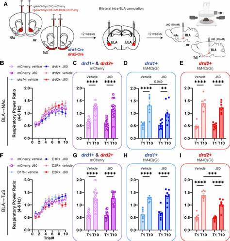 Directing negative emotional states using parallel basolateral amygdala pathways