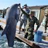 Marine Mammal Program