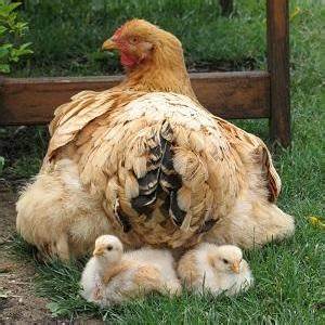 Bringing Together Clazy and Clang-Tidy