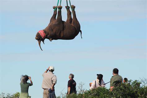Why the Right Way to Fly a Rhino Is Upside Down