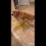 Ruthless prioritization while the dog pees on the floor
