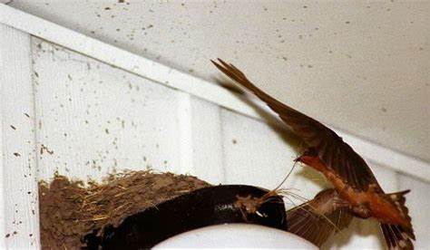 Thousands of swallows killed by storms