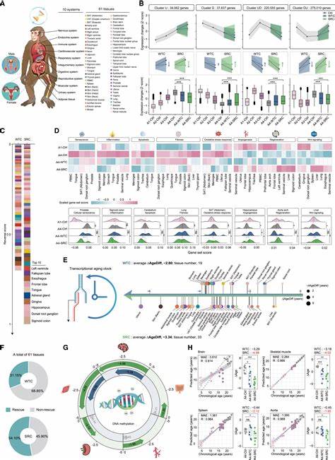 Senescence-resistant human cells counter aging in primates