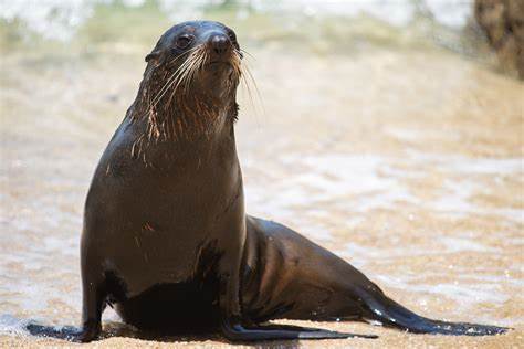 Arctocephalus forsteri - wikiital.com