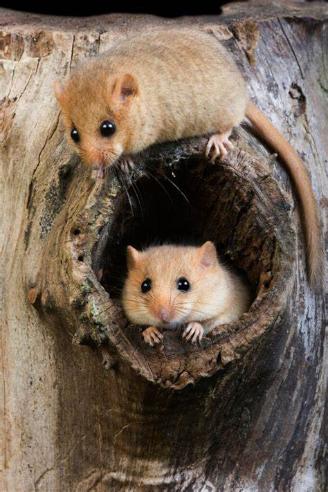 Devon Dormouse Rescue - Facebook
