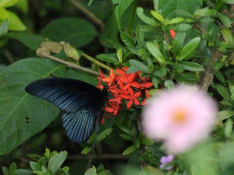 The butterfly park of Tripura you need to visit now - The Economic Times