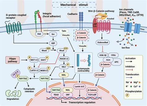 Exercise sends 'mechanical messages' to cells, unlocking new energy pathways