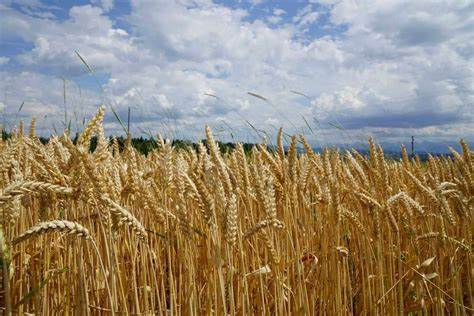 Wheat Weakness Continues on Thursday Morning