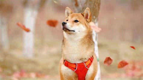 Shiba Inu Price & News - Forbes