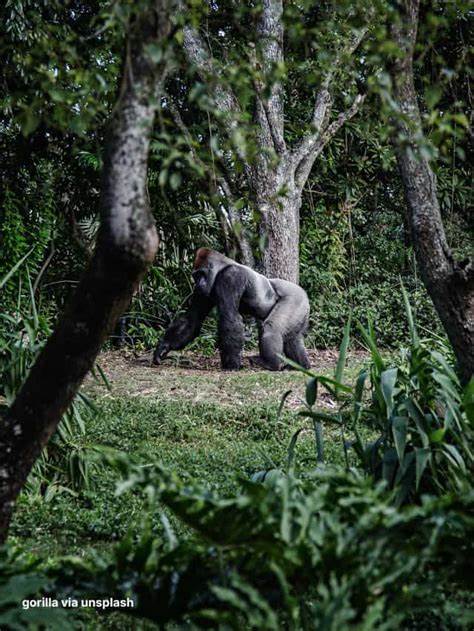 Wild Mountain Gorillas Surround a Man