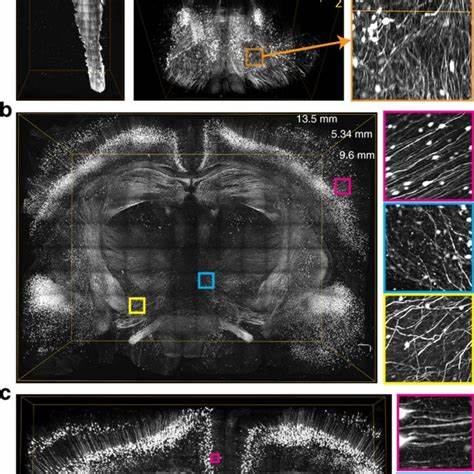 High-resolution imaging method details nerves across a mouse’s body