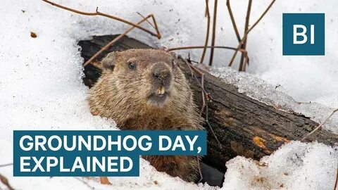 Snerd the Garner groundhog predicts an early spring! - WRAL News