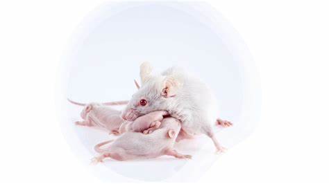 Mice with human cells developed using 'game-changing' technique