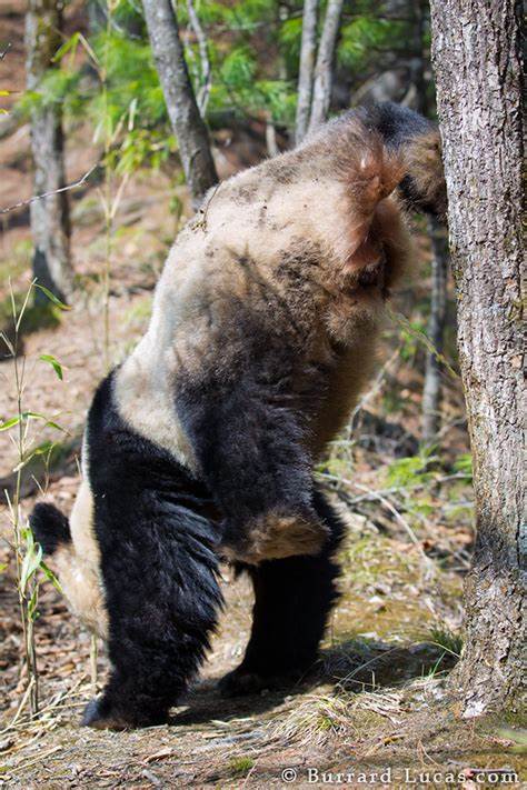 Did you know Pandas wee whilst doing a handstand?