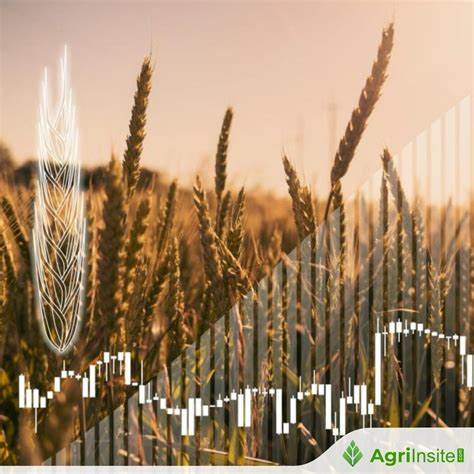 Wheat Falling on Monday Morning