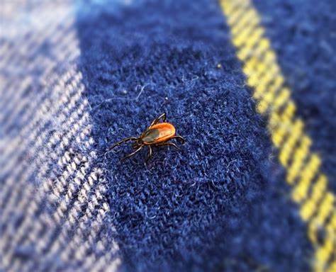 Friendly reminder: Ticks are still active in fall