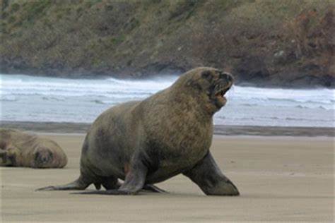 Robben - Aotearoa-NZ.info