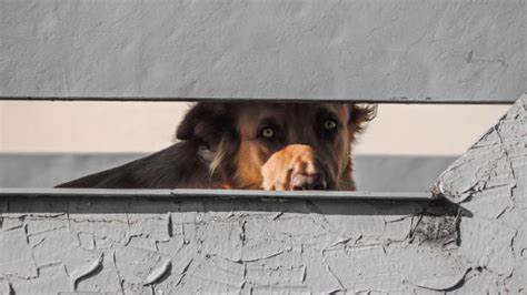 Wanted to spy on my dog, ended up spying on TP-Link