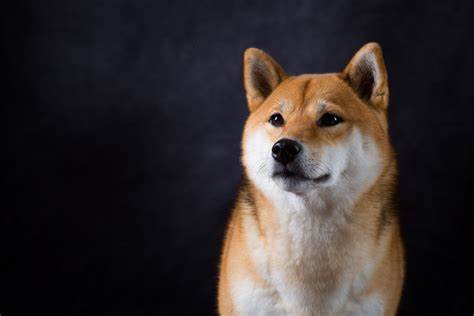 Shiba Inu Price Update As Kraken Exchange Teases Listing the Crypto - Newsweek