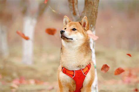 FBI-Linked Wallet Owns Shiba Inu's Bone - U.Today