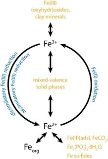 Microbial iron oxide respiration coupled to sulfide oxidation