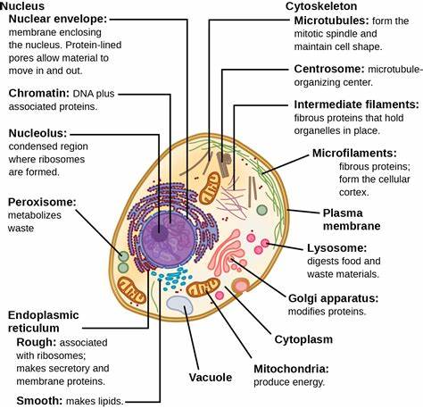 Scientists discover unknown organelle inside our cells