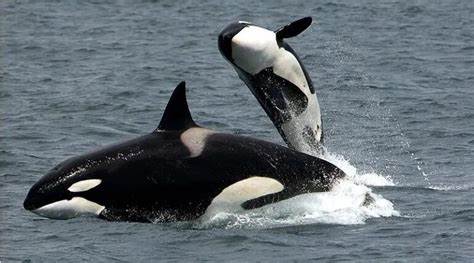 Killer whales, kind gestures: Orcas offer food to humans in the wild