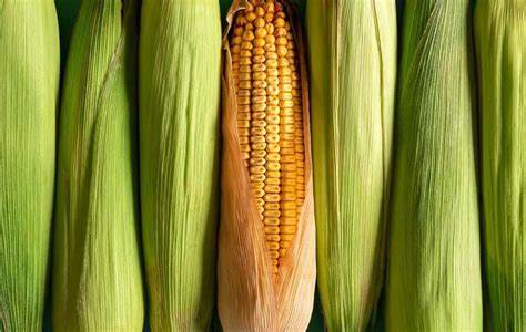 Corn Rallies on Friday Despite Increased Production Estimate